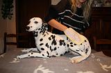 BAIN - DALMATIEN 044